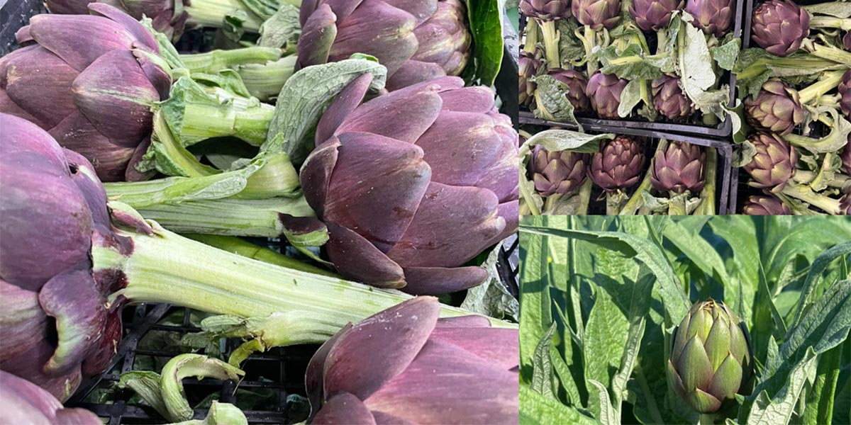 Anche i carciofi colpiti dal cambiamento climatico: i prezzi alti allontanano i consumatori